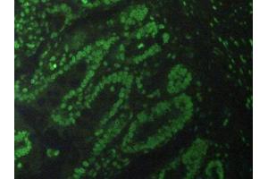 Detection of H3 in Rat Small Intestine Tissue using Polyclonal Antibody to Histone H3 (H3)