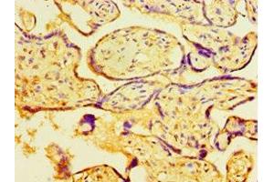 Immunohistochemistry of paraffin-embedded human placenta tissue using ABIN7160486 at dilution of 1:100 (MYDGF anticorps  (AA 32-173))