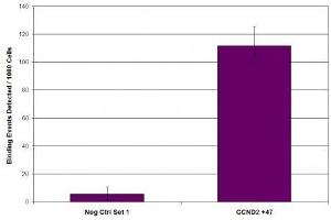 Suz12 antibody (pAb) tested by ChIP. (SUZ12 anticorps  (C-Term))