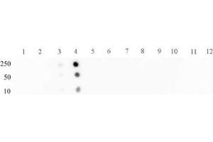STAT2 phospho Tyr689 pAb tested by dot blot analysis. (STAT2 anticorps  (pTyr689))