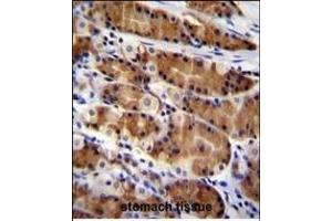 CCDC84 Antibody (N-term) (ABIN655312 and ABIN2844892) immunohistochemistry analysis in formalin fixed and paraffin embedded human stomach tissue followed by peroxidase conjugation of the secondary antibody and DAB staining.