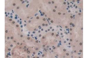 Detection of ENG in Mouse Kidney Tissue using Polyclonal Antibody to Endoglin (ENG)