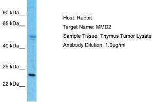 Host: Rabbit Target Name: MMD2 Sample Type: Thymus Tumor lysates Antibody Dilution: 1. (MMD2 anticorps  (N-Term))
