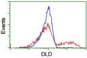 Image no. 2 for anti-Dihydrolipoamide Dehydrogenase (DLD) antibody (ABIN1497846) (DLD anticorps)
