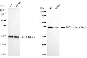Western blotting analysis using THO complex subunit 1 antibody (ABIN7800981).