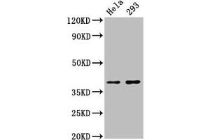 Western Blot Positive WB detected in: Hela whole cell lysate, 293 whole cell lysate All lanes: FOXH1 antibody at 2. (FOXH1 anticorps  (AA 153-269))
