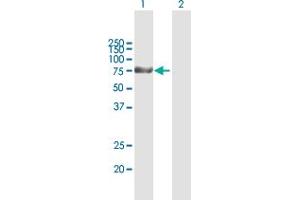 Western Blot analysis of KLHL1 expression in transfected 293T cell line by KLHL1 MaxPab polyclonal antibody. (KLHL1 anticorps  (AA 1-748))