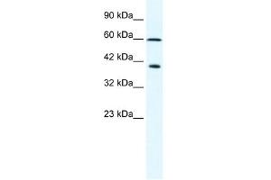 MCM7 antibody used at 2. (MCM7 anticorps  (N-Term))