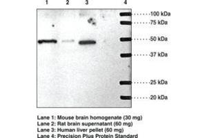 Image no. 1 for anti-Sphingosine-1-Phosphate Receptor 1 (S1PR1) (AA 241-253) antibody (ABIN2451735)