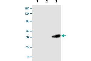 Western blot analysis of HEK 293 (1) , A - 549 (2) and HeLa (3) cells extracts were resolved by SDS - PAGE , transferred to PVDF membrane and probed with RASSF1 monoclonal antibody , clone 3F3 (1 : 1000)  . (RASSF1 anticorps  (AA 1-340))