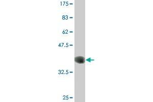 Western Blot detection against Immunogen (36. (CLK3 anticorps  (AA 36-136))