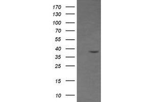 Image no. 2 for anti-CD33 (CD33) antibody (ABIN1497270) (CD33 anticorps)