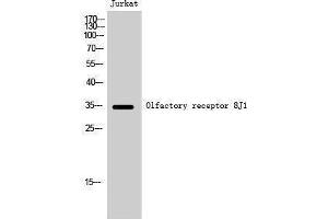 Western Blotting (WB) image for anti-Olfactory Receptor, Family 8, Subfamily J, Member 1 (OR8J1) (C-Term) antibody (ABIN3186199) (OR8J1 anticorps  (C-Term))