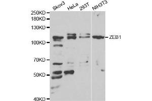 Western blot analysis of extracts of various cell lines, using ZEB1 antibody. (ZEB1 anticorps)