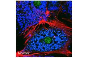anti-BCL2/adenovirus E1B 19kDa Interacting Protein 3 (BNIP3) (AA 152-187) antibody