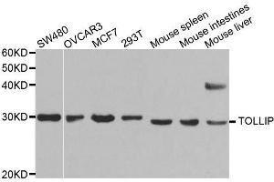 Western blot analysis of extracts of various cell lines, using TOLLIP antibody. (TOLLIP anticorps  (AA 1-274))