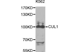 Western blot analysis of extracts of K-562 cells, using CUL1 antibody. (Cullin 1 anticorps)