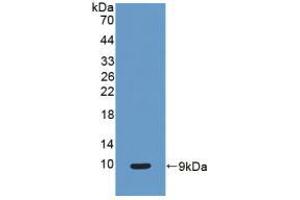 Western blot analysis of recombinant Human CC16. (SCGB1A1 anticorps  (AA 23-91))