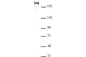 Chd5 antibody (mAb) (Clone 5A10) tested by Western blot. (CHD5 anticorps  (C-Term))