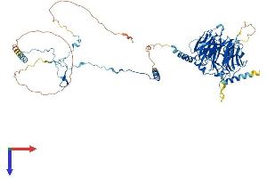 AlphaFold protein structure predicition of Mouse Recombinant Dnai1 Protein, UniprotID Q8C0M8