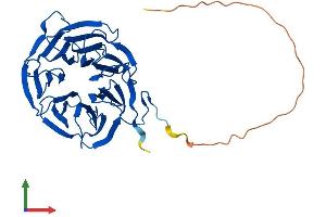 AlphaFold protein structure predicition of Human Recombinant STRAP Protein, UniprotID Q9Y3F4