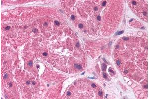 Human Kidney (formalin-fixed, paraffin-embedded) stained with KCNAB2 antibody ABIN214780 at 5 ug/ml followed by biotinylated goat anti-rabbit IgG secondary antibody ABIN481713, alkaline phosphatase-streptavidin and chromogen. (KCNAB2 anticorps  (AA 121-170))