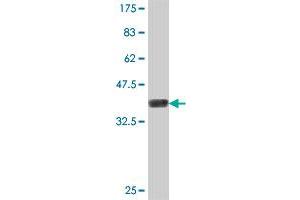 Western Blot detection against Immunogen (36.