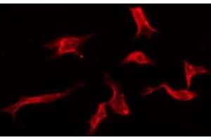 ABIN6276144 staining Hela by IF/ICC. (OR3A2 anticorps  (C-Term))