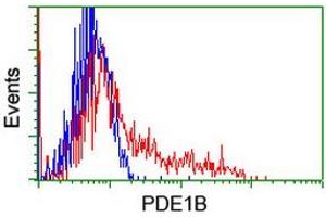 Image no. 3 for anti-phosphodiesterase 1B, Calmodulin-Dependent (PDE1B) antibody (ABIN1500073) (PDE1B anticorps)