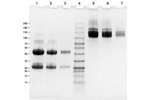 SDS-PAGE of Dog IgG Whole Molecule.