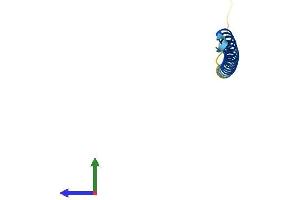 AlphaFold protein structure predicition of Mouse Recombinant Svbp Protein, UniprotID Q99LQ4