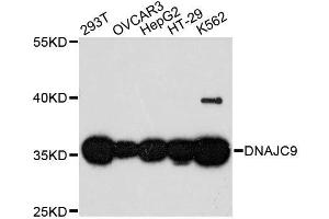 Western blot analysis of extracts of various cell lines, using DNAJC9 antibody. (DNAJC9 anticorps  (AA 1-260))