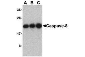 Western Blotting (WB) image for anti-Caspase 8 (CASP8) (C-Term) antibody (ABIN1030319) (Caspase 8 anticorps  (C-Term))