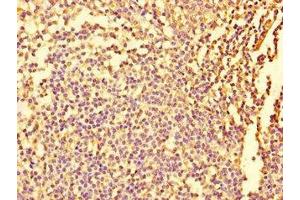 Immunohistochemistry of paraffin-embedded human tonsil tissue using ABIN7152932 at dilution of 1:100 (Fidgetin anticorps  (AA 132-371))
