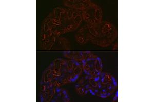 Immunofluorescence analysis of human placenta using CD34 Rabbit pAb (ABIN3021123, ABIN3021124, ABIN3021125, ABIN1512704 and ABIN6213981) at dilution of 1:200 (40x lens).