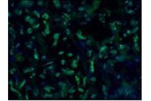 Image no. 1 for anti-Lamin A/C (LMNA) antibody (ABIN335389)