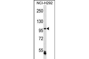 CHTF18 Antibody (C-term) (ABIN656910 and ABIN2846107) western blot analysis in NCI- cell line lysates (35 μg/lane). (CTF18 anticorps  (C-Term))