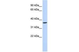 Image no. 1 for anti-Short Stature Homeobox 2 (SHOX2) (N-Term) antibody (ABIN6742364)