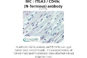 Image no. 1 for anti-Integrin, alpha 3 (ITGA3) (N-Term) antibody (ABIN1736068) (ITGA3 anticorps  (N-Term))