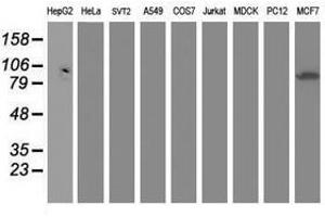 Image no. 1 for anti-Dipeptidyl-Peptidase 3 (DPP3) antibody (ABIN1497829) (DPP3 anticorps)