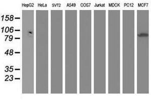 Image no. 1 for anti-Dipeptidyl-Peptidase 3 (DPP3) antibody (ABIN1497829) (DPP3 anticorps)