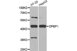Western blot analysis of extracts of various cell lines, using DPEP1 antibody (ABIN5973713) at 1/1000 dilution. (DPEP1 anticorps)