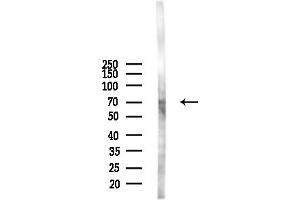 anti-Solute Carrier Family 40 (Iron-Regulated Transporter), Member 1 (SLC40A1) (N-Term) antibody