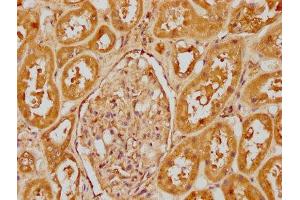 IHC image of ABIN7148386 diluted at 1:400 and staining in paraffin-embedded human kidney tissue performed on a Leica BondTM system. (CFHR1 anticorps  (AA 132-221))
