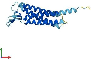 AlphaFold protein structure predicition of Human Recombinant CLDND2 Protein, UniprotID Q8NHS1 (CLDND2 Protein (AA 1-167) (His tag))