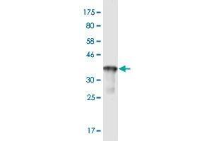 Western Blot detection against Immunogen (37. (R-Ras anticorps  (AA 109-218))