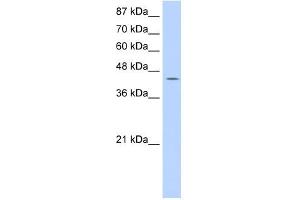 GTPBP9 antibody used at 0. (OLA1 anticorps)