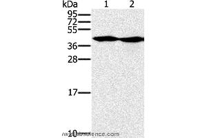 Western blot analysis of Hepg2 and k562 cell, using MORF4L1 Polyclonal Antibody at dilution of 1:400 (MORF4L1 anticorps)