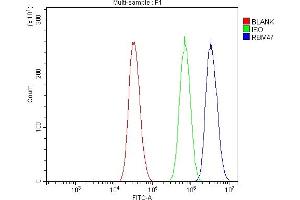 Flow Cytometry analysis of A431 cells using anti-RBM47 antibody (ABIN7602242). (RBM47 anticorps  (AA 66-317))