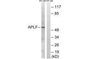 Western blot analysis of extracts from HT-29 cells, using APLF (Ab-116) antibody.